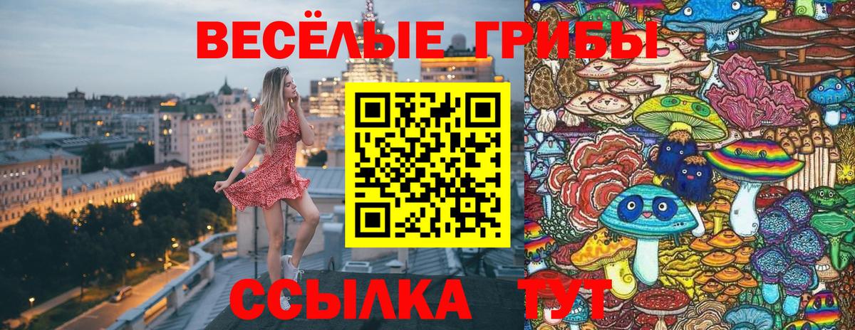 Галлюциногенные грибы Psilocybine cubensis Солнечногорск